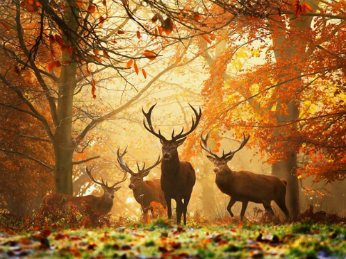 Diamond Painting Decor: Elk Design Art