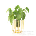 Nordic Style Glass Test Tube Plant Decor for Office