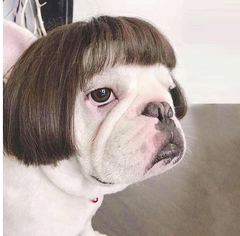 Toshomono Cosplay Dog Wig