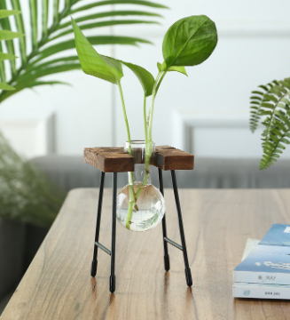 Transparent Glass Vase for Hydroponic Planting (1pc)